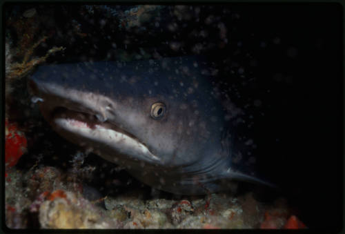 Underwater medium shot front view of Whitetip Reef Shark