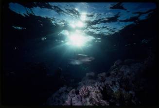 Underwater shot at reef bed of Whitetip Reef Shark with sun flare in above water surface