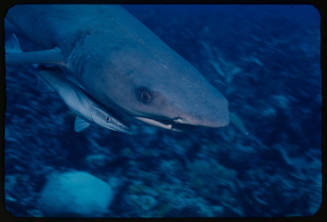 Underwater medium shot of Whitetip Reef Shark head with Remora attached under jaw