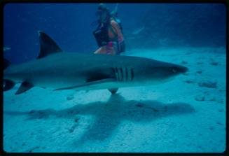 Underwater shot at sandy sea floor of side view of Whitetip Reef Shark with scubadiver in background