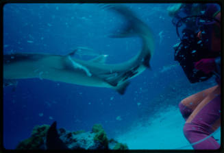 Underwater shot at sandy sea floor of side view of Whitetip Reef Shark turning with scubadiver in background