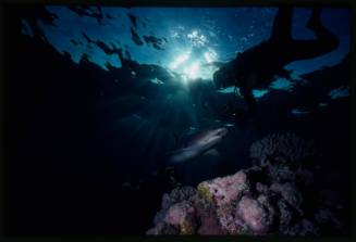 Underwater shot at reef bed of Whitetip Reef Shark with sun flare and scubadiver silhouette at water surface