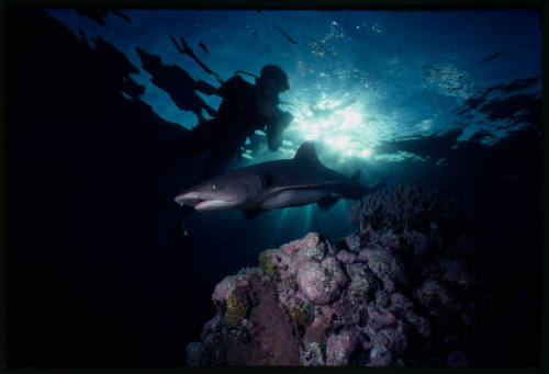 Underwater shot at reef bed of Whitetip Reef Shark with sun flare and scubadiver silhouette at water surface