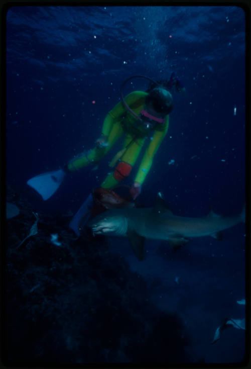 Underwater shot at reef bed of scubadiver holding mesh bait bag next to a Whitetip Reef Shark