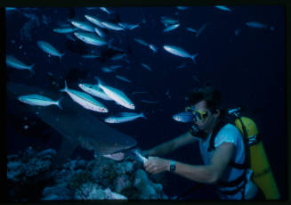 Underwater shot at reef bed of scubadiver hand feeding a Whitetip Reef Shark below a school of fish