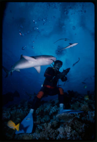 Underwater shot at reef bed of Akira Koike scubadiving with Whitetip Reef Shark