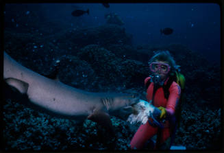 Underwater shot at reef bed of Valerie Taylor hand feeding a Whitetip Reef Shark