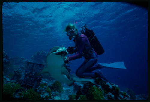 Underwater shot at reef bed of Valerie Taylor hand feeding a Whitetip Reef Shark, with two milk crates in background