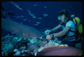 Underwater shot at reef bed of scubadiver hand feeding a Whitetip Reef Shark below a school of fish
