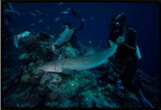 Underwater shot at reef bed of three scubadivers, with one holding the tail of a Whitetip Reef Shark