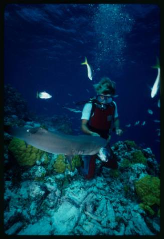 Underwater shot at reef bed of scubadiver Mark Heighes kneeling on floor hand feeding a Whitetip Reef Shark