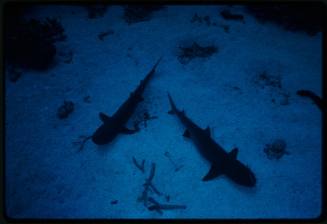 Underwater shot of sandy sea floor with two White Tip Reef Sharks hovering on bottom