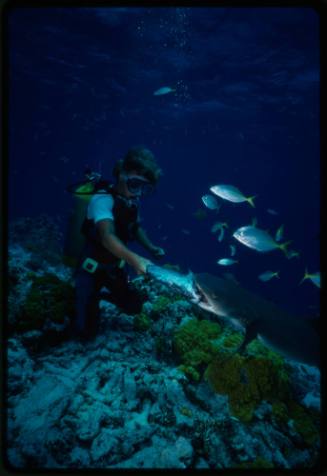 Underwater shot at reef bed of scubadiver Mark Heighes hand feeding Whitetip Reef shark