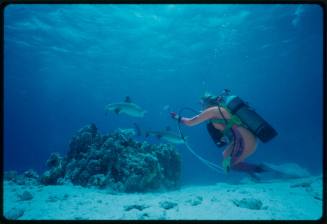 Valerie Taylor scuba diving testing "Shark Zapper" shark deterrent device with two whitetip reef sharks