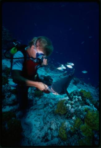 Underwater medium shot at reef bed of scubadiver Mark Heighes hand feeding Whitetip Reef shark