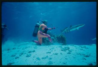 Underwater shot at sandy sea floor of Valerie Taylor scubadiving holding "zapper" apparatus with two Whitetip Reef Sharks and second diver filming in background
