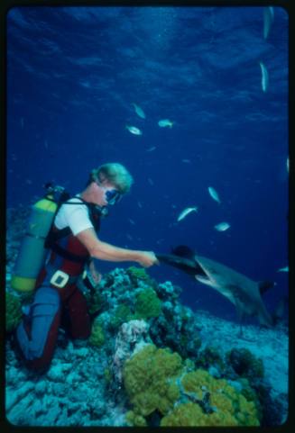 Underwater shot at reef bed of scubadiver Mark Heighes kneeling on floor hand feeding a Whitetip Reef Shark (Loc: Coral Sea)