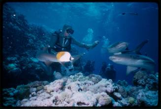 Underwater shot at reef bed of scubadiver in full mesh suit hand feeding three Whitetip Reef sharks and Threadfin Butterflyfish