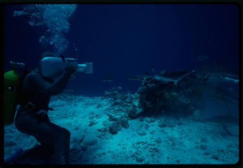 Underwater shot at sandy sea floor of scubadiving in full mesh suit filming group of Sharks