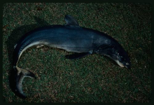 Shark with tail curled up laying on grass