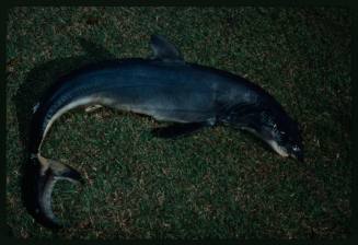 Shark with tail curled up laying on grass