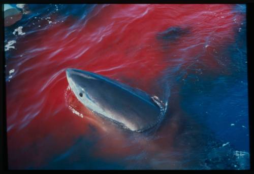 Topside shot of shark head out of water surrounded by bloodied waters