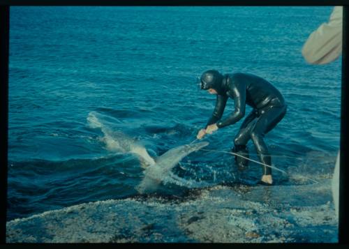 Shot of diver holding rope attached to a shark in the water while tanding a platform at the water's edge