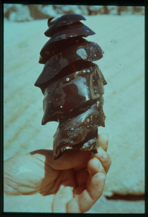 Close up shot of a hand holding a Port Jackson shark egg case