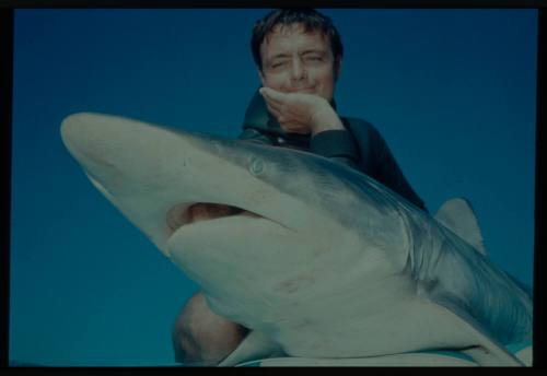 Medium shot of Ron Taylor leaning on a caught shark