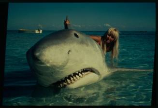 Shot of Valerie Taylor holding dorsal fin of large prop shark in shallow water