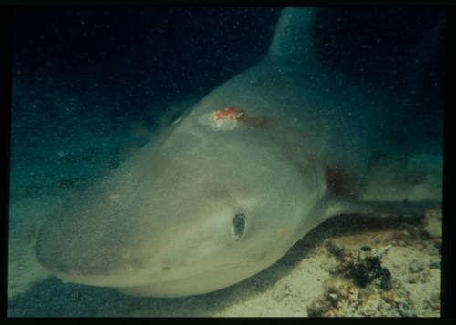 Underwater shot of shark at sandy seafloor with bleeding wound above head