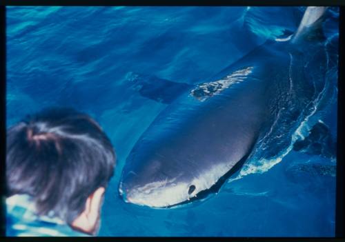 Topside shot of shark at water surface and person's head looking down at it