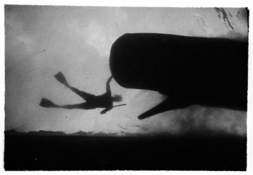 Silhouette of diver in water holding ship hull. Images taken for documentary Blue Water, White Death.