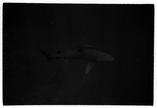 Underwater shot of a single shark with a Remora fish by dorsal fin. Images taken for documentary Blue Water, White Death.