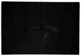 Underwater shot of a single shark with a Remora fish by dorsal fin. Images taken for documentary Blue Water, White Death.