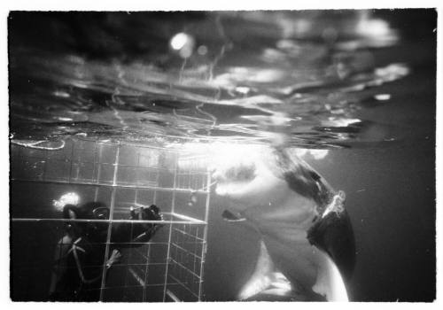 Underwater shot of scuba diver in a shallow hung shark diving cage with a large shark in front of it