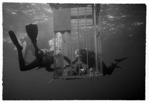 Underwater shot of two scuba divers tending to a submerged shark diving cage, images taken for documentary Blue Water, White Death.