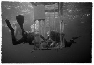 Underwater shot of two scuba divers tending to a submerged shark diving cage, images taken for documentary Blue Water, White Death.