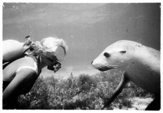 Underwater shot at seabed of scuba diver and sea lion facing one another