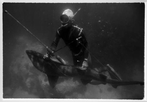 Underwater shot of freediver holding a spear gun and caught shark