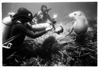 Underwater shot at grassy seafloor of two scuba divers with camera gear pointed at a sea lion