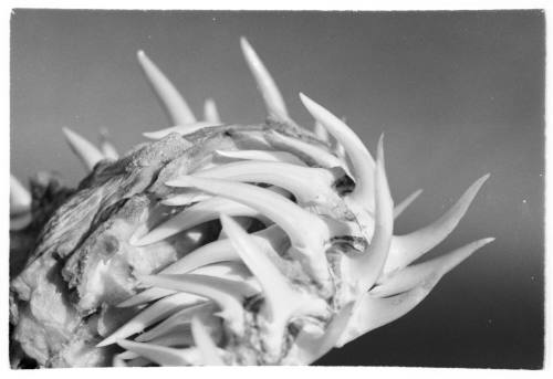 Grey nurse shark jaw with teeth