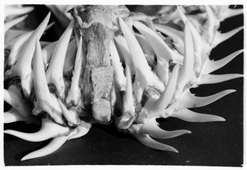 Grey nurse shark jaw with teeth