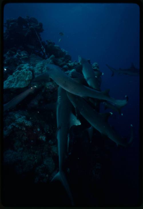 Underwater shot of group of Whitetip Reef Sharks around a reef edge