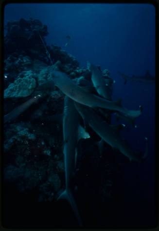 Underwater shot of group of Whitetip Reef Sharks around a reef edge