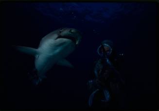 Underwater shot of a Whitetip Reef Shark with a scuba diver in full mesh suit