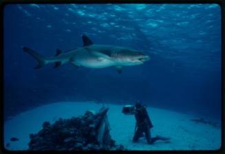 Underwater shot of Whitetip Reef Shark swimming near sandy seafloor with a scuba diver holding camera gear kneeling on the seafloor in background