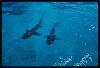 Topside shot of two Whitetip Reef Sharks swimming at the water surface