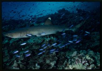 Underwater shot of a Whitetip Reef Shark close to reef surrounded by a school of small purple fish