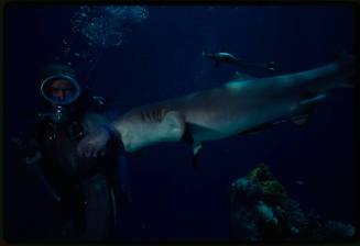 Underwater shot of scuba diver in full mesh suit being bitten on forearm by Whitetip Reef Shark